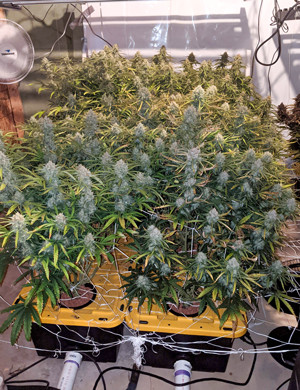 Первый куст конопли Girl Scout Cookies auto fem отправился на обрезку и сушку Кусты марихуаны Girl Scout Cookies auto fem на десятой неделе грова