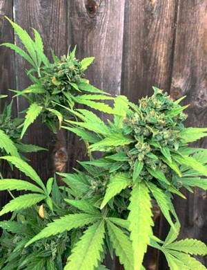 Волоски оранжевого цвета