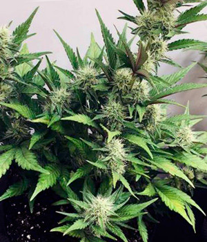 Появление смолы Растущие шишки