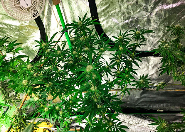 Добавление стимулятора цветения Переход на Aqua Flakes