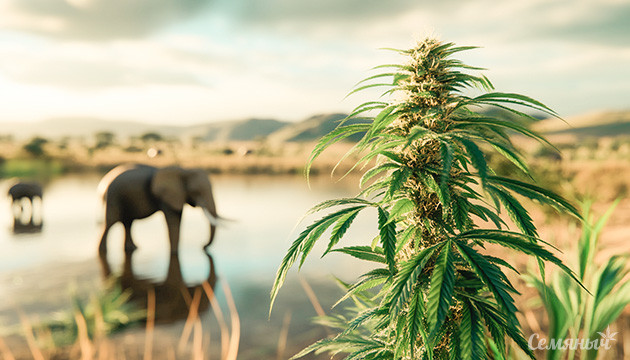 Канна-легенды: Power Plant – энергии хватит на всех