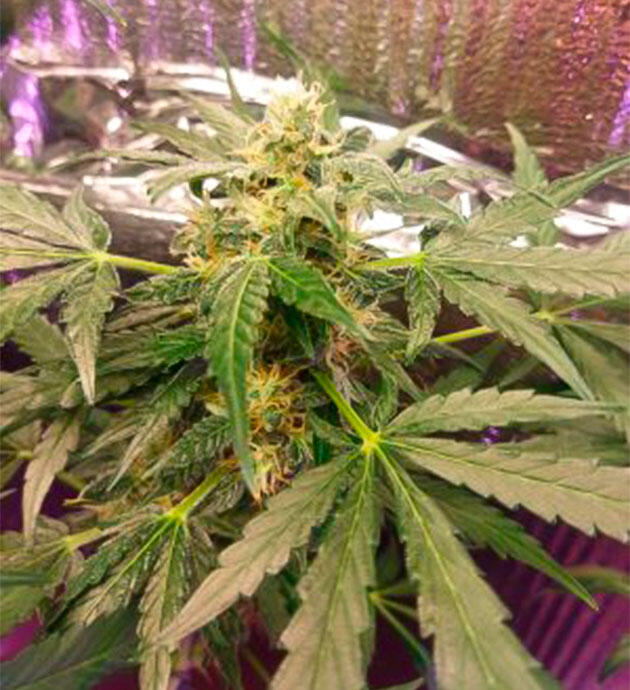 10 неделя выращивания Auto Tutankhamon от Pyramid Seeds