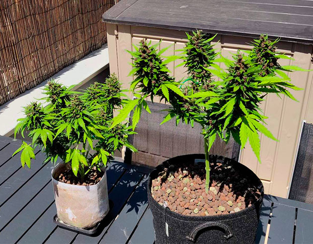 Созревшие растения Dark Devil Auto