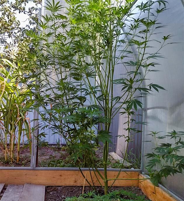 Каннабис достиг двух метров роста