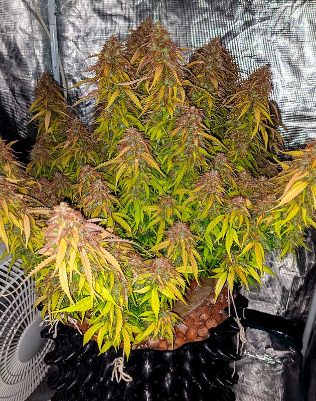 Готовый к харвесту куст Gorilla Glue Auto