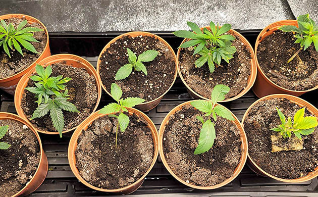 9 кустов конопли