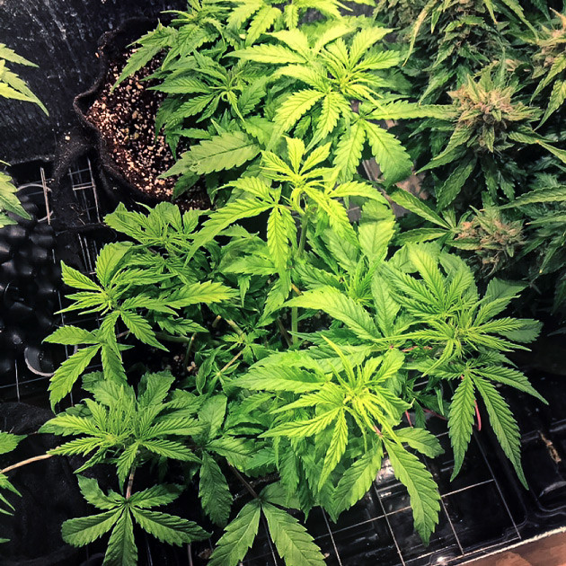 Куст с загнутыми вниз листьями