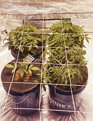 Установка сетки ScrOG Сетка ScrOG натянутая над кустами