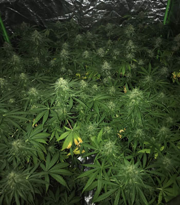 Химические и световые ожоги на листьях