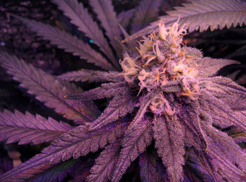 Соцветия Fruit Punch fem на восьмой неделе цветения