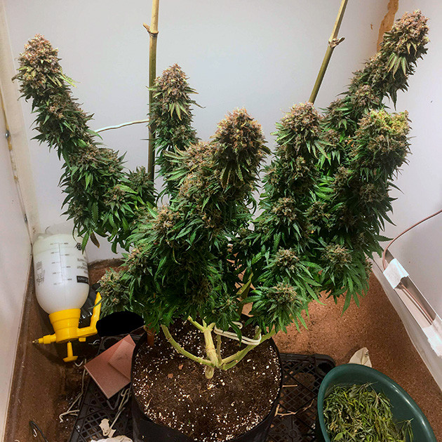 Куст перед харвестом Обрезка листвы