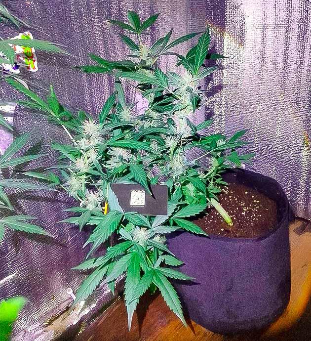 Появление трихом на шишках Куст Sexy Cinderella Auto на 10 неделе развития