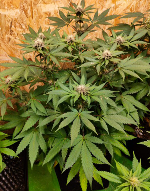 Куст с фиолетовыми бутонами и белыми волосками