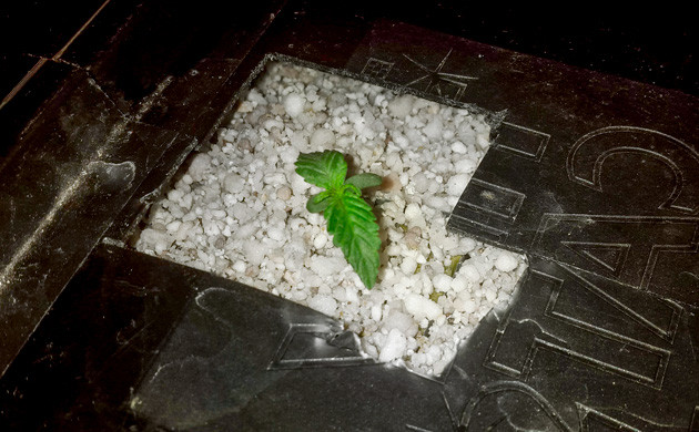 Росток на 4 день Росток в горшке с перлитом