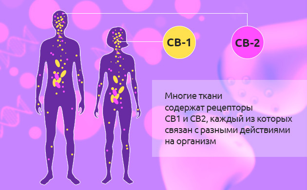 Рецепторы CB1 и CB2 системы ЭКС