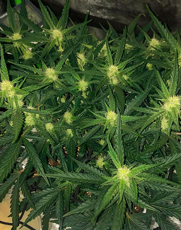 Формирование соцветий конопли