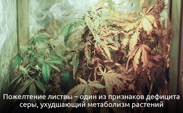 Влияние недостатка серы