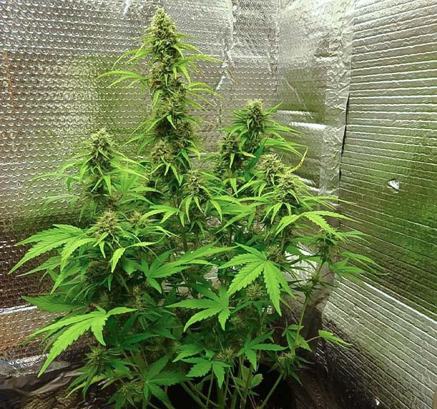 Запах Wedding Cake Auto при выращивании