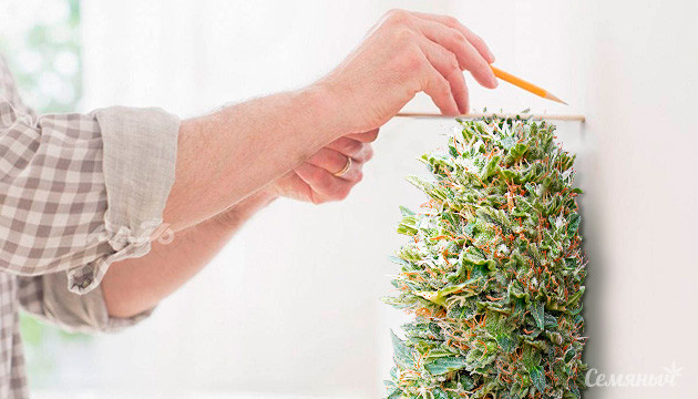 Проблемное цветение автоцветущих сортов