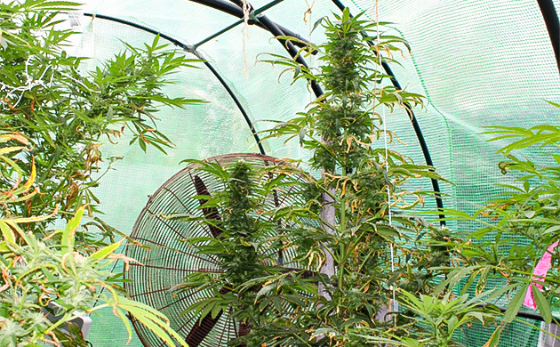 Куст ростом 180 см