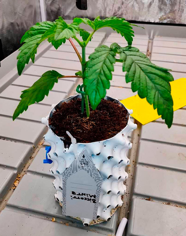 Гроурепорт сорта Biscotti Mintz