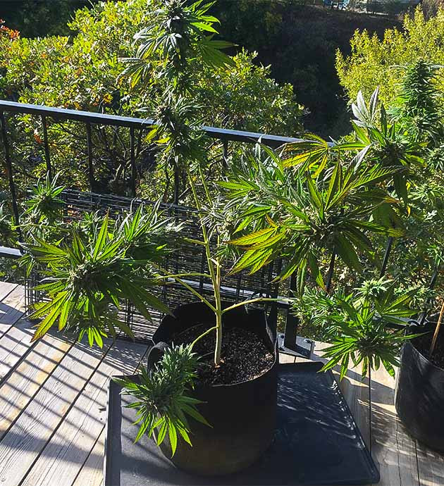 Уборка и сушка урожая Blueberry X