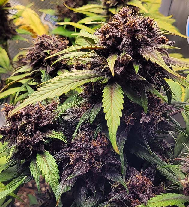 Появление молочных трихом