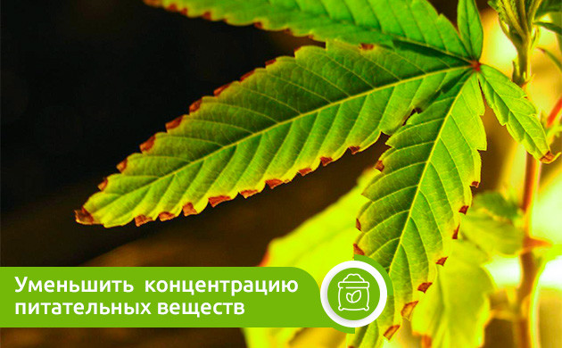 Уменьшение концентрации питательных веществ