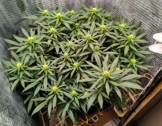 Подбор дозировки удобрений Куст Astral на стадии цветения