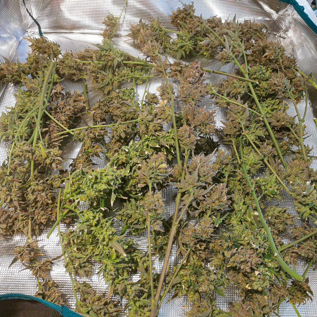 Срезанные шишки Zkittlez Auto