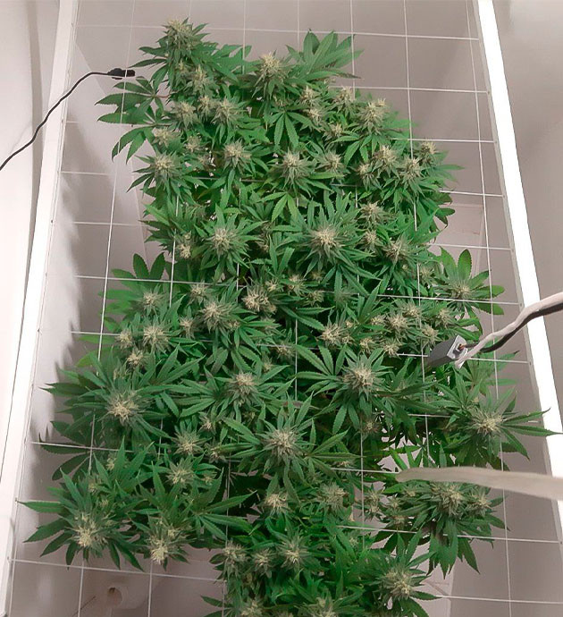 Быстрый рост Glue Sherbet