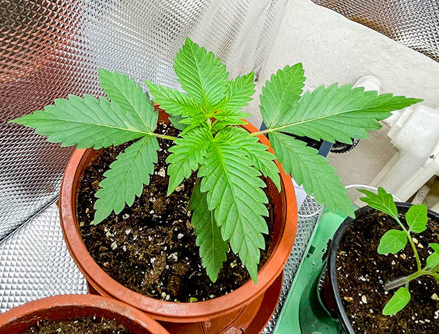 Выращивание конопли Bruce Banner #3