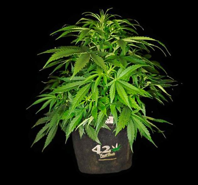 Куст Z-Up Auto на 3 неделе выращивания