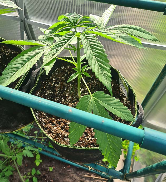 развитие куста Chemical Bride топпинг растения Chemical Bride