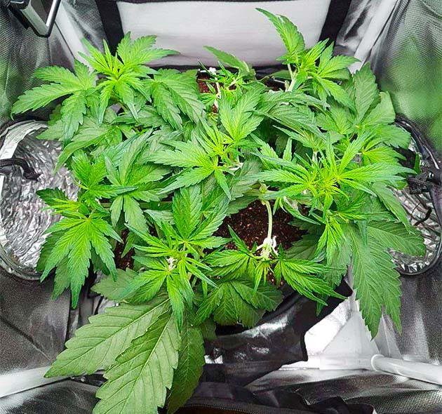 Дефицит азота при выращивании Auto Cinderella Jack