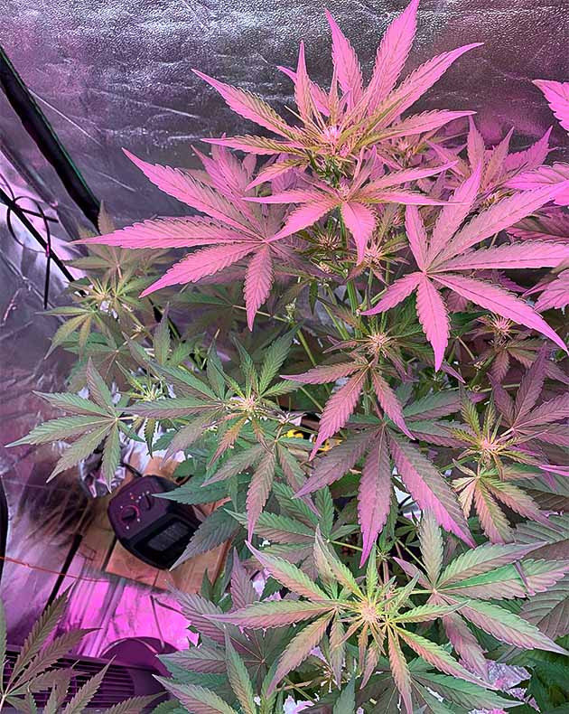 Перевод на цветение растения Purple Lemonade Auto