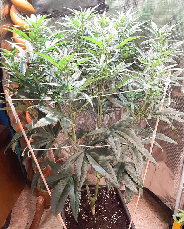 Поворот кустика Fullgas для равномерного роста Решение проблем с освещением Fullgas