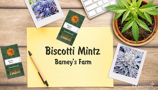Гроурепорт сорта Biscotti Mintz fem от Barney's Farm