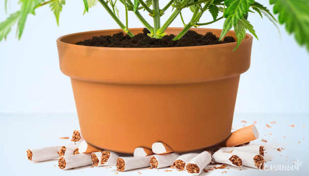 каннабис помогает сократить потребление табака Каннабис позволяет уменьшить потребление табака