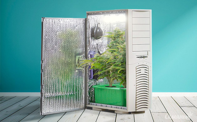 Каннабис растущий в системном блоке