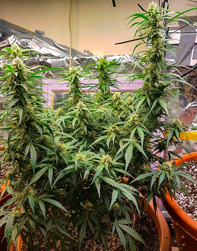 Промывка куста Zkittlez Auto перед харвестом Глубокая промывка куста Zkittlez Auto