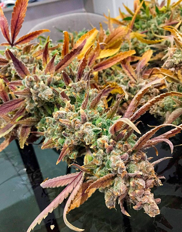 13 неделя выращивания сорта Scout Cookies Auto