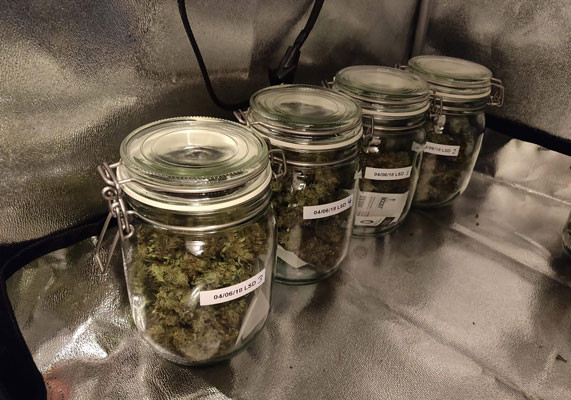 Урожай марихуаны Собранный урожай