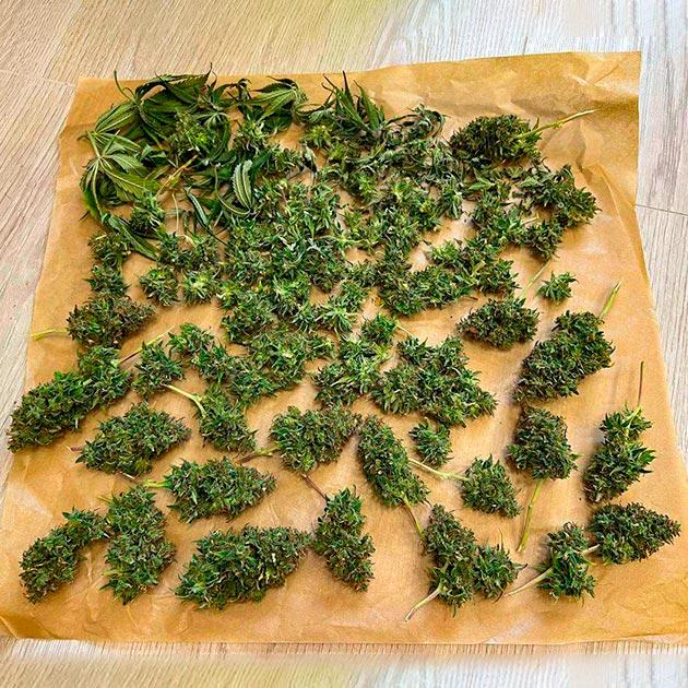 Сбор урожая