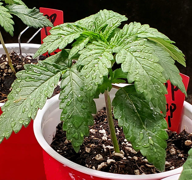 Посадка сорта Power Plant X Выращивание конопли Power Plant X