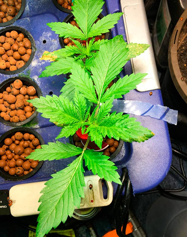 Развитие ростка Shiskaberry Росток Shiskaberry уплотняется