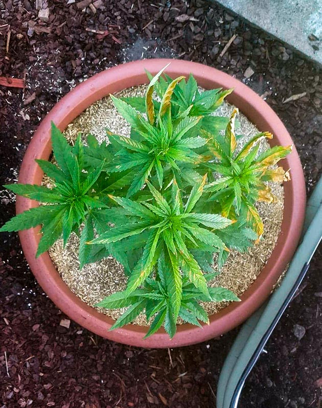 Pineapple Chunk дневник по выращиванию Стимуляция роста куста Pineapple Chunk