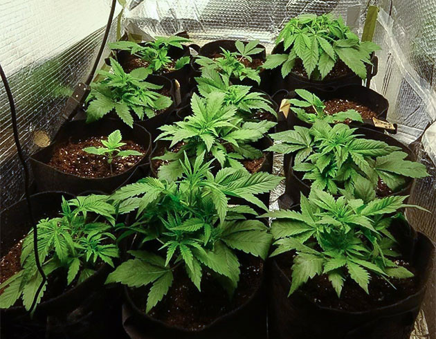 Подготовка куста Wedding Cake Auto к цветению