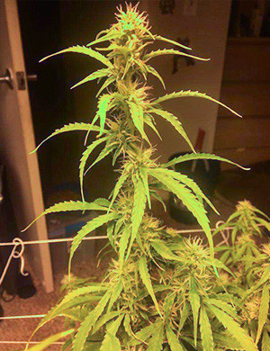 Девятая неделя развития Green Crack Auto Маленькие шишки полностью покрывающие ветвь