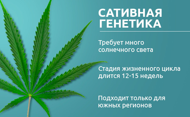 Сативы: тропические растения для жаркого климата Особенности вегетации и цветения сатив